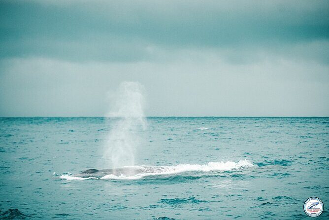 Whale Watching Mirissa Ultimate Tour in Sri Lanka with Breakfast - The Experience: What You Can Expect from the Whale Watching Mirissa Tour