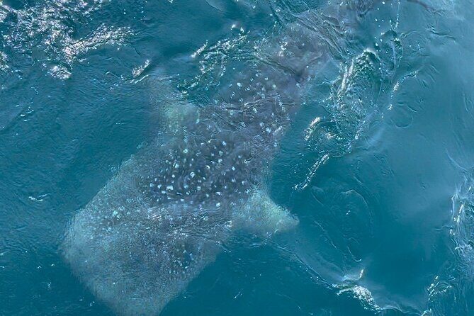 Whale Watching Mirissa Ultimate Tour in Sri Lanka with Breakfast - The Sum Up