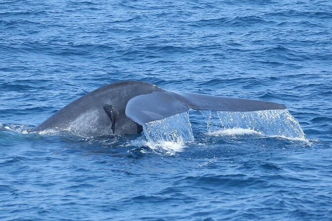 Whale Watching Mirissa With (Wwc) - Common Questions