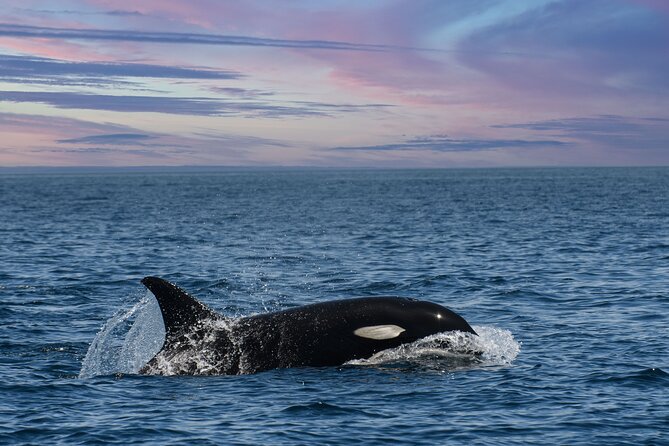 Whale Watching Monterey Bay Semi-Private Limited to 6 People Max - Customer Reviews and Ratings