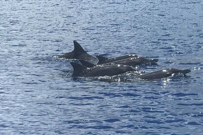 Whale Watching Moorea (non-swimming) - Exploring the Whale Watching Moorea (non-swimming) Tour: An Honest Review
