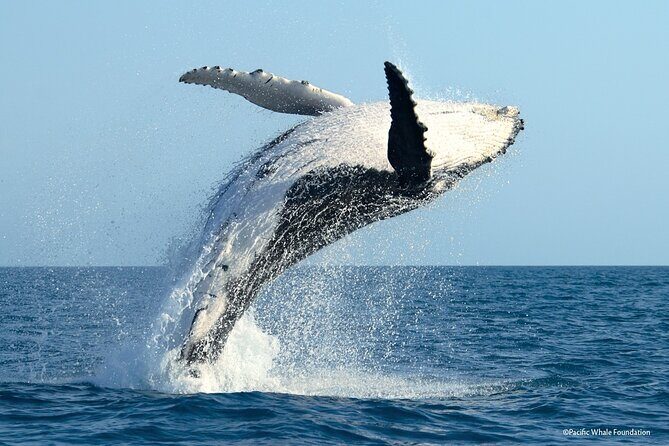 Whale Watching Moorea (non-swimming) - Why Choose the Whale Watching Moorea Tour?