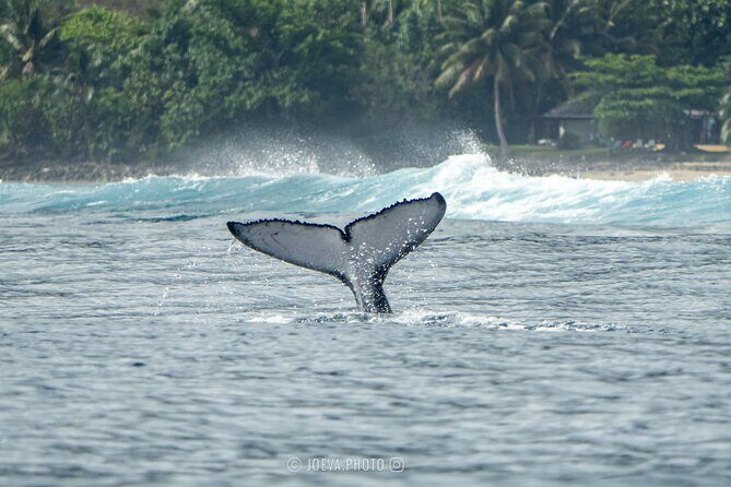 Whale Watching Moorea (non-swimming) - The Cost & Value Proposition