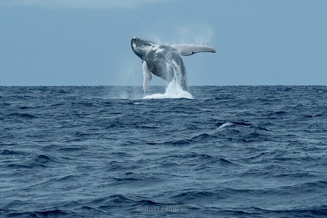 Whale Watching Moorea (non-swimming) - Who Will Love This Tour?