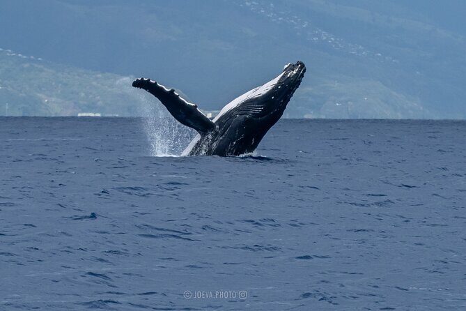 Whale Watching Moorea (non-swimming) - Final Thoughts: Is It Worth It?