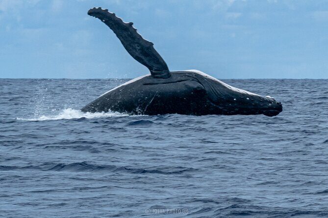 Whale Watching Moorea (non-swimming) - FAQ