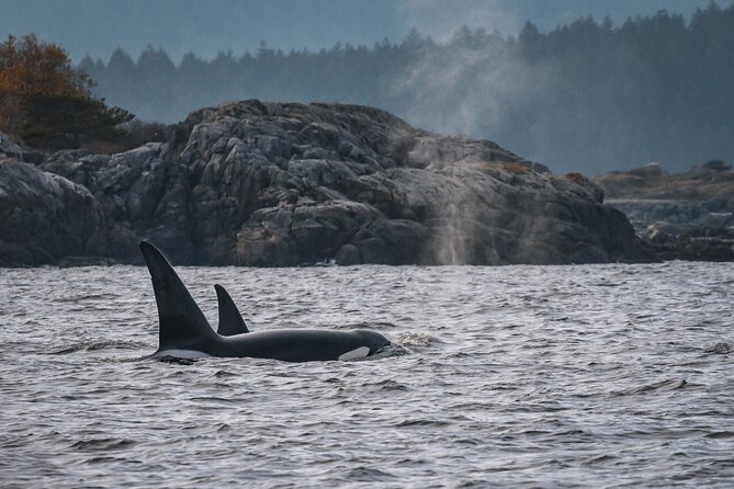 Whale Watching Nanaimo Open Boat Tour - Customer Reviews and Recommendations