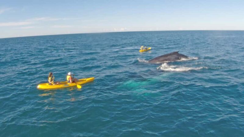 Whale Watching Ocean Kayak + Great Beach Drive Adventure - Good To Know  