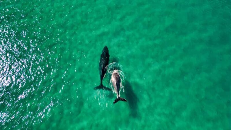 Whale Watching Ocean Kayak + Great Beach Drive Adventure - Who Will Love This Tour?