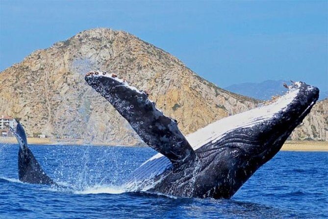 Whale Watching on 2 Level Big Boat with Breakfast and Drinks INCLUDED - The Sum Up
