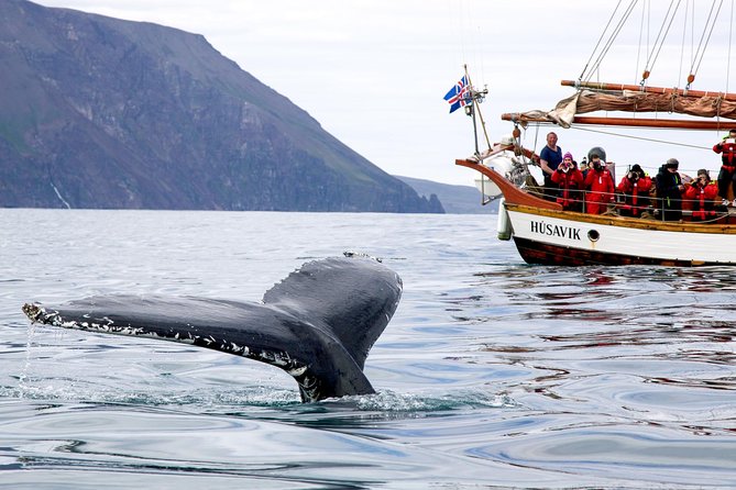Whale Watching on a Traditional Oak Sailing Ship From Husavik - Cancellation Policy