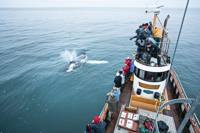 Whale Watching on board a Traditional Oak Boat from Árskógssandur - Good To Know