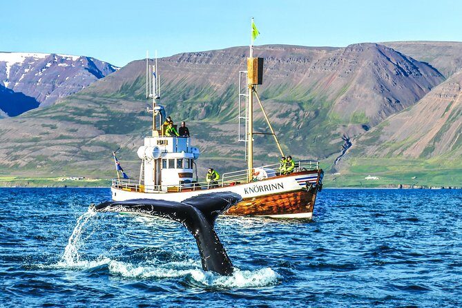 Whale Watching on board a Traditional Oak Boat from Árskógssandur - An In-Depth Look at the Whale Watching Tour