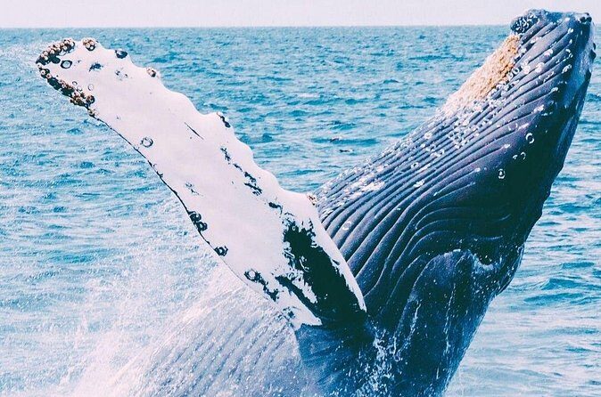 Whale Watching on Coral Princess in Bermuda - Practical Details & Considerations