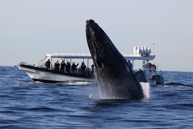 Whale Watching on Speed Boat With Canopy From Sydney Harbour - Booking Information