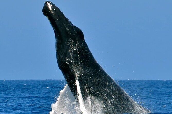 Whale Watching on Sundeck in Bermuda - Good To Know