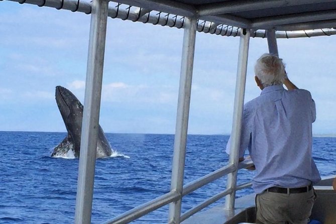 Whale Watching On The Big Island - Important Information for Participants
