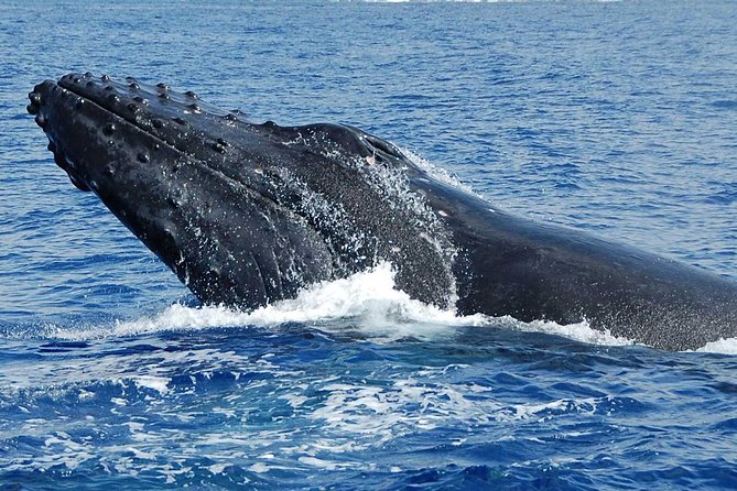 Whale Watching On The Big Island - The Sum Up