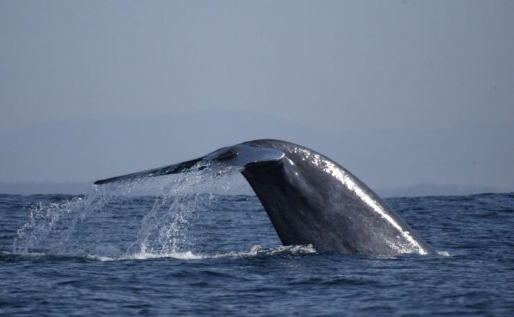 Whale Watching One Day Trip From Colombo, Bentota - Departure From Colombo