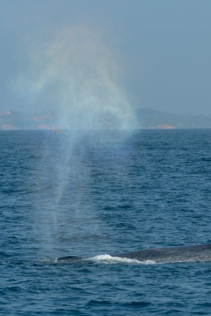 Whale Watching One Day Trip From Colombo, Bentota - Whale Watching Hotspot: Mirissa