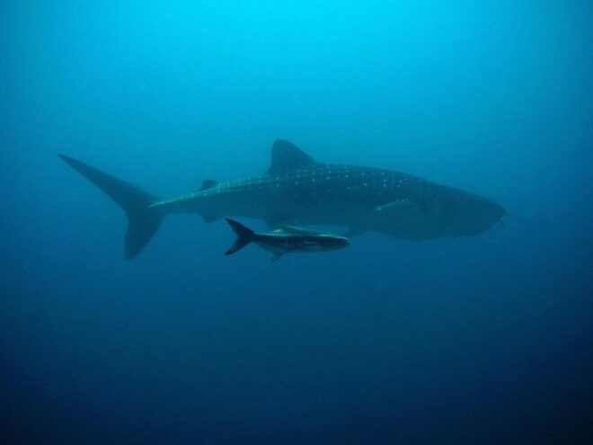 Whale Watching One Day Trip From Colombo, Bentota - Tour Options Available