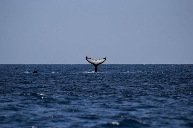 Whale Watching One Day Trip From Colombo, Bentota - Common Questions