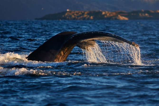 Whale Watching RIB Boat Tour in Skjervoy From Tromso - What To Expect