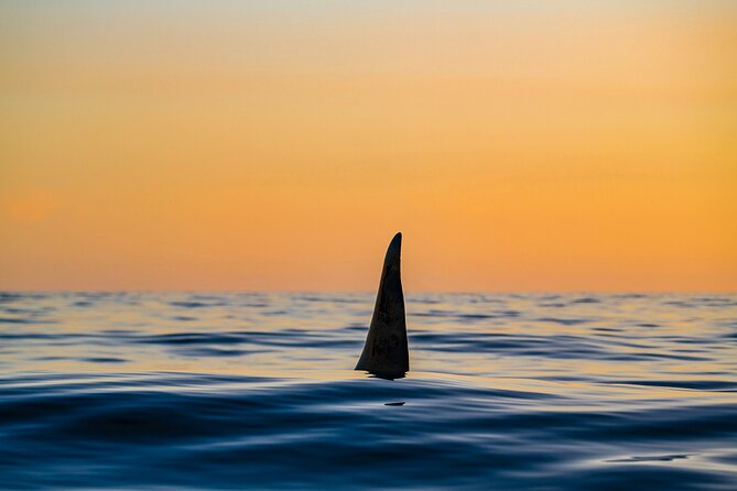 Whale Watching RIB Boat Tour in Skjervoy From Tromso - Additional Information