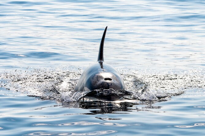 Whale Watching RIB Boat Tour in Skjervoy From Tromso - Cancellation Policy