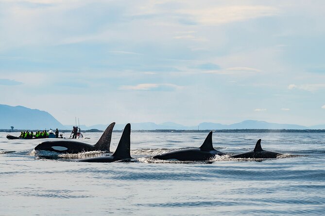 Whale Watching RIB Boat Tour in Skjervoy From Tromso - Frequently Asked Questions