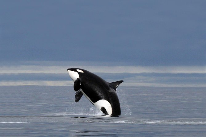 Whale Watching Rib Tour - Self Transfer - Common Questions