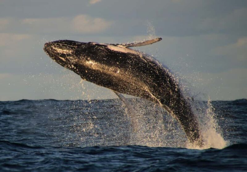 Whale Watching Safari Byron Bay - An In-Depth Look at the Whale Watching Experience in Byron Bay