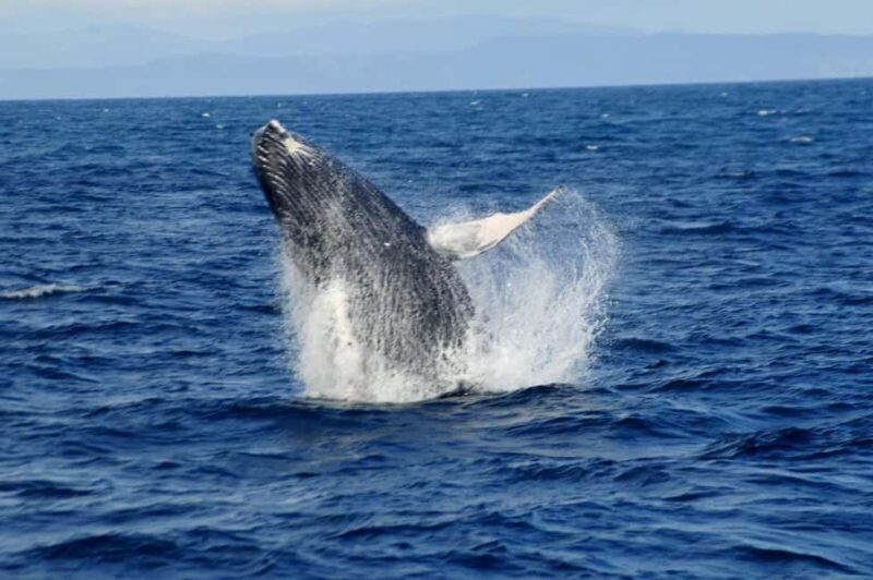 Whale Watching & Safari Tour to Montaña Redonda - Authenticity and Traveler Insights