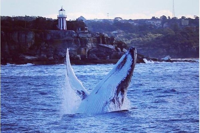 Whale Watching Sailing Experience in Sydney - Pricing and Guarantee