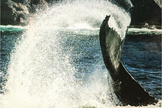 Whale Watching Sailing Experience in Sydney - Booking Process