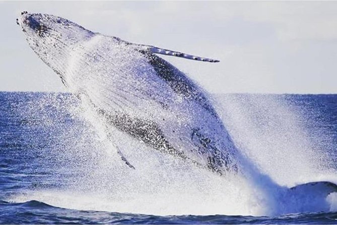 Whale Watching Sailing Experience in Sydney - Experience Overview