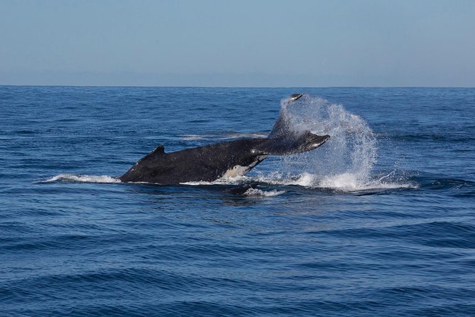 Whale Watching Sailing Experience in Sydney - Common Questions