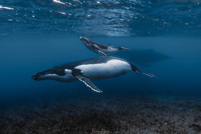 Whale Watching Shared Half Day - Good To Know