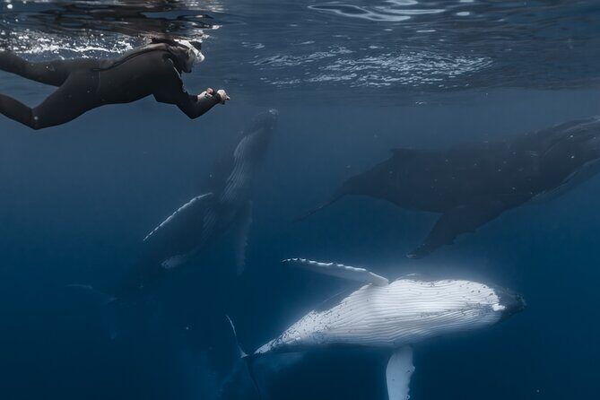 Whale Watching Shared Half Day - Frequently Asked Questions