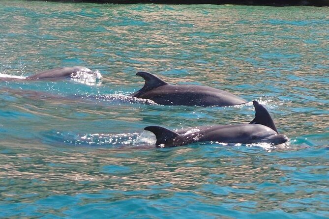 Whale Watching Snorkel Combo - The Sum Up