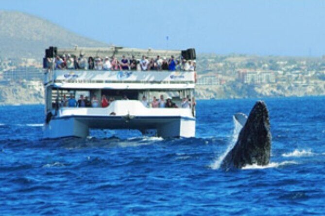 Whale Watching Sunset Tour - Good To Know