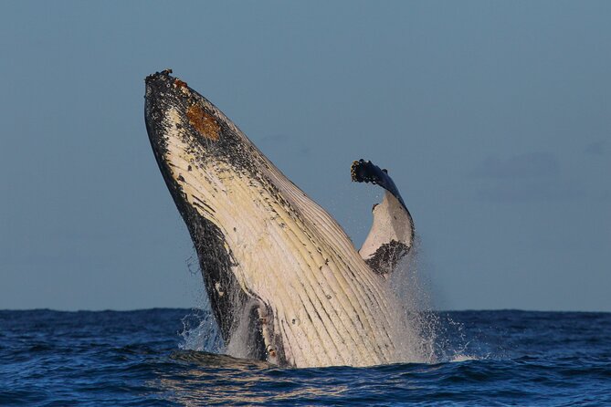 Whale Watching Sydney - 2hr Express Cruise - Inclusions and Services
