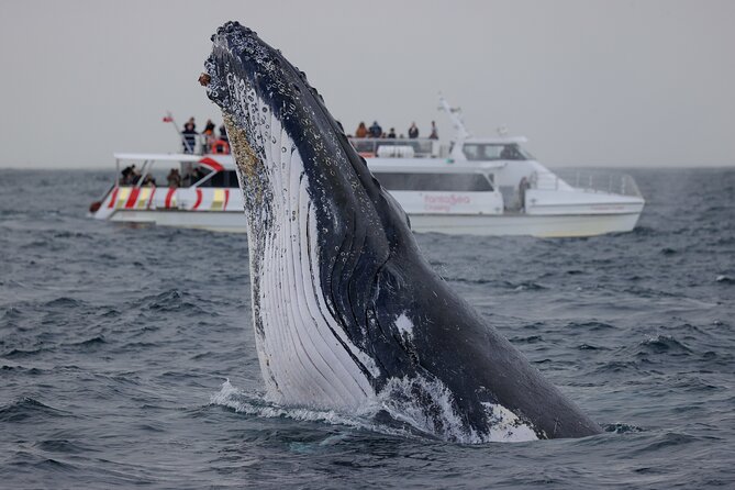 Whale Watching Sydney - 2hr Express Cruise - Meeting and Pickup Details