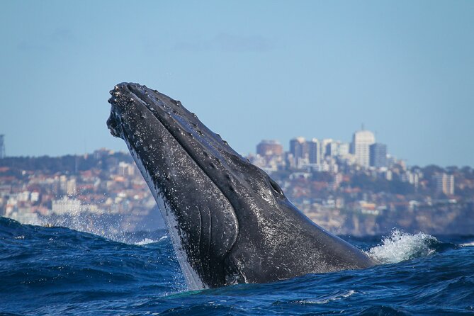 Whale Watching Sydney - 2hr Express Cruise - Common Questions