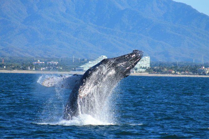 Whale Watching The Best Of Puerto Vallarta - Good To Know