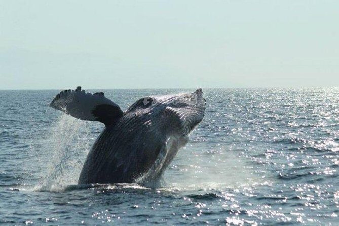 Whale Watching The Best Of Puerto Vallarta - Overview and Booking Insights