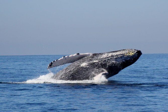 Whale Watching The Best Of Puerto Vallarta - The Food and Drink Experience