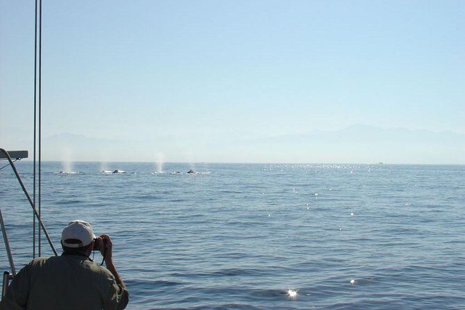Whale Watching The Best Of Puerto Vallarta - Final Thoughts