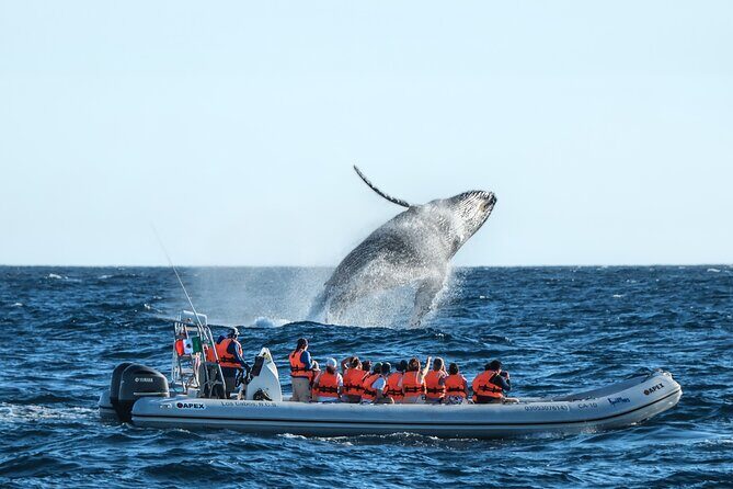 Whale Watching, The Famous Arch and Fast Boat Tour in Los Cabos - Good To Know
