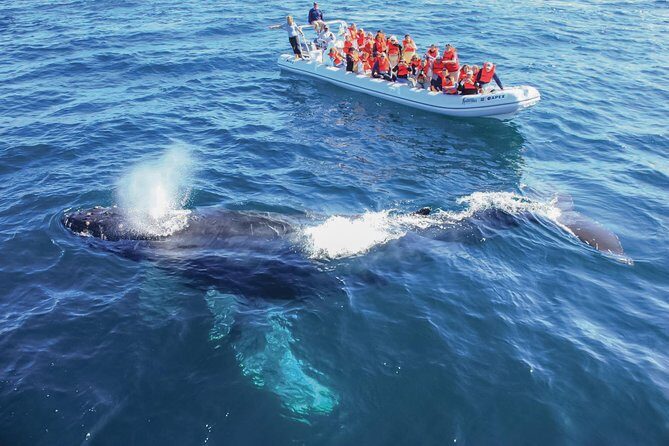 Whale Watching, The Famous Arch and Fast Boat Tour in Los Cabos - Why You’ll Love the Whale Watching Tour